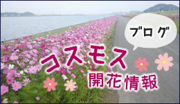 コスモス開花情報