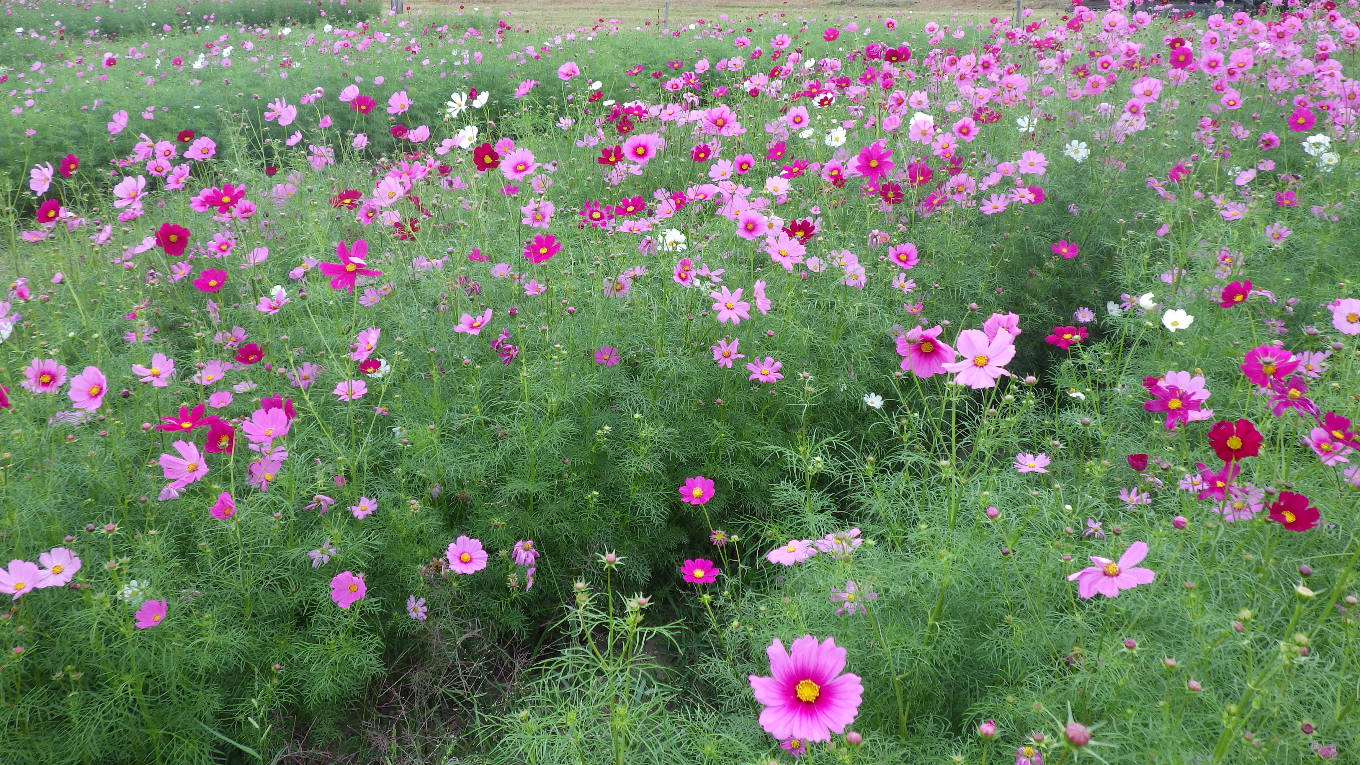 IMGP0280.JPG