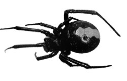 セアカゴケグモ