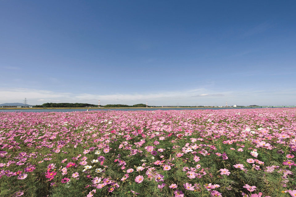 遠賀川河川敷コスモス園