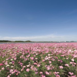 遠賀川河川敷コスモス園の画像