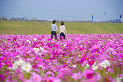 河川敷の満開のコスモス