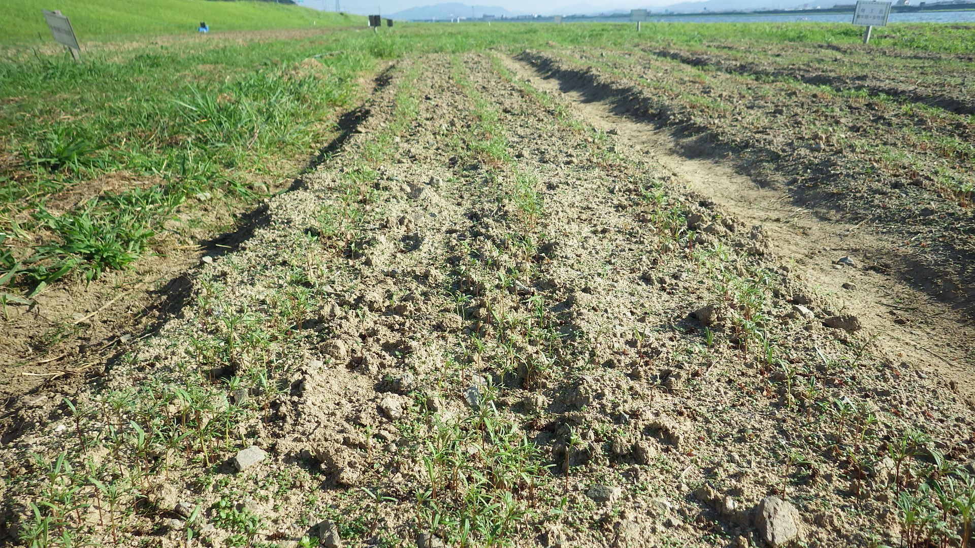 RIMG0286.jpg
