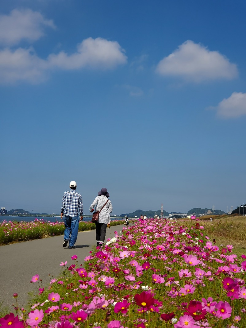 コスモス