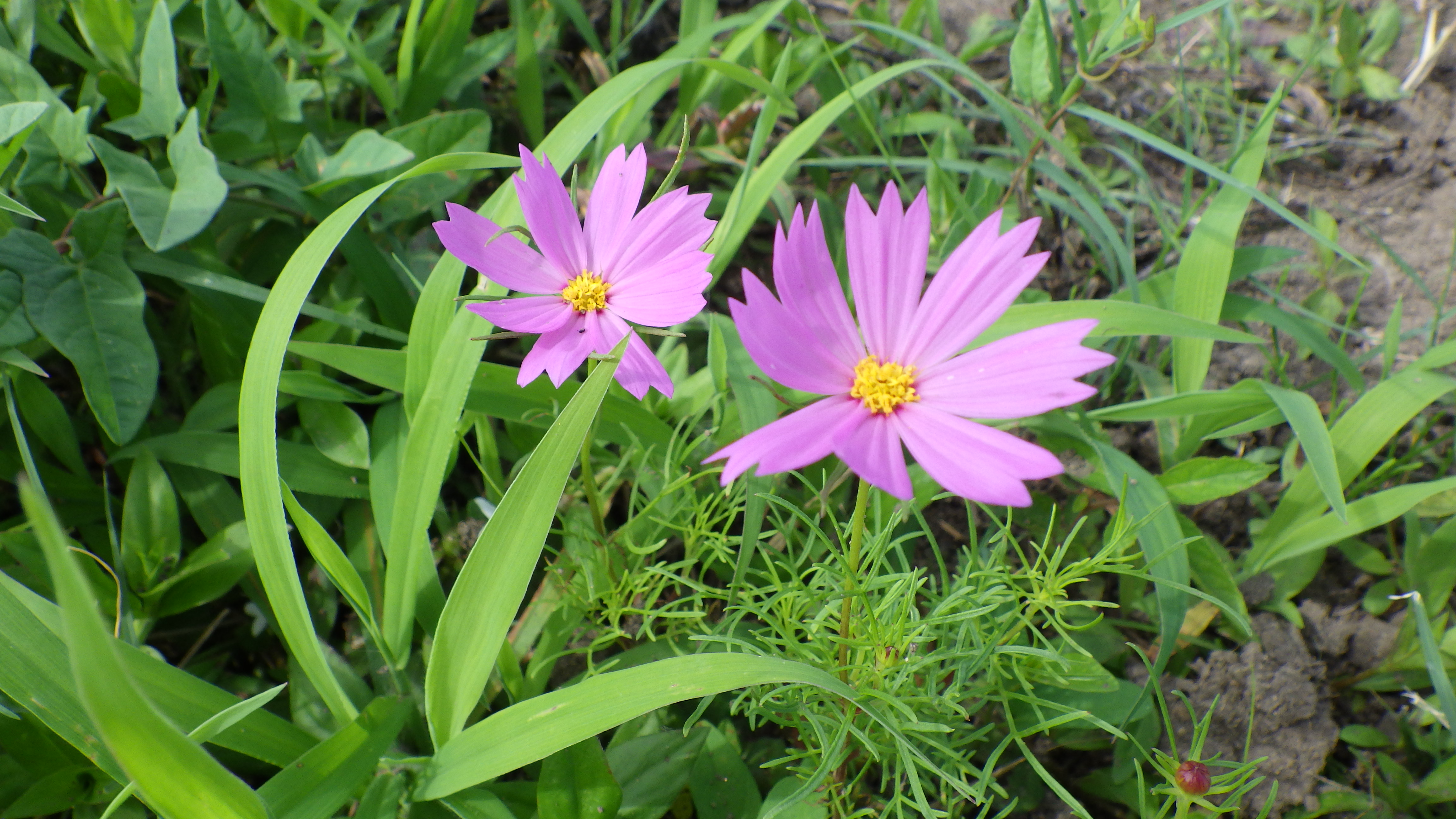 IMGP0103.JPG
