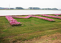 遠賀川河川敷（猪熊）のコスモスの花文字（MIZUMAKI）