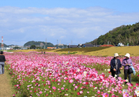 遠賀川河川敷（猪熊）のコスモス