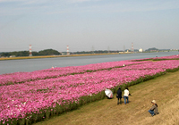 遠賀川河川敷のコスモス