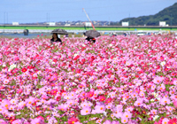 遠賀川河川敷のコスモス