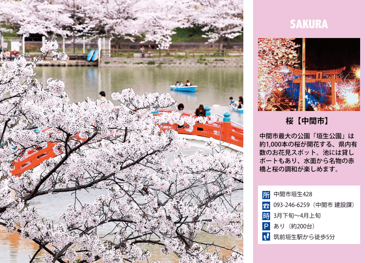 桜【中間市】