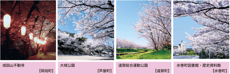 桜4種
