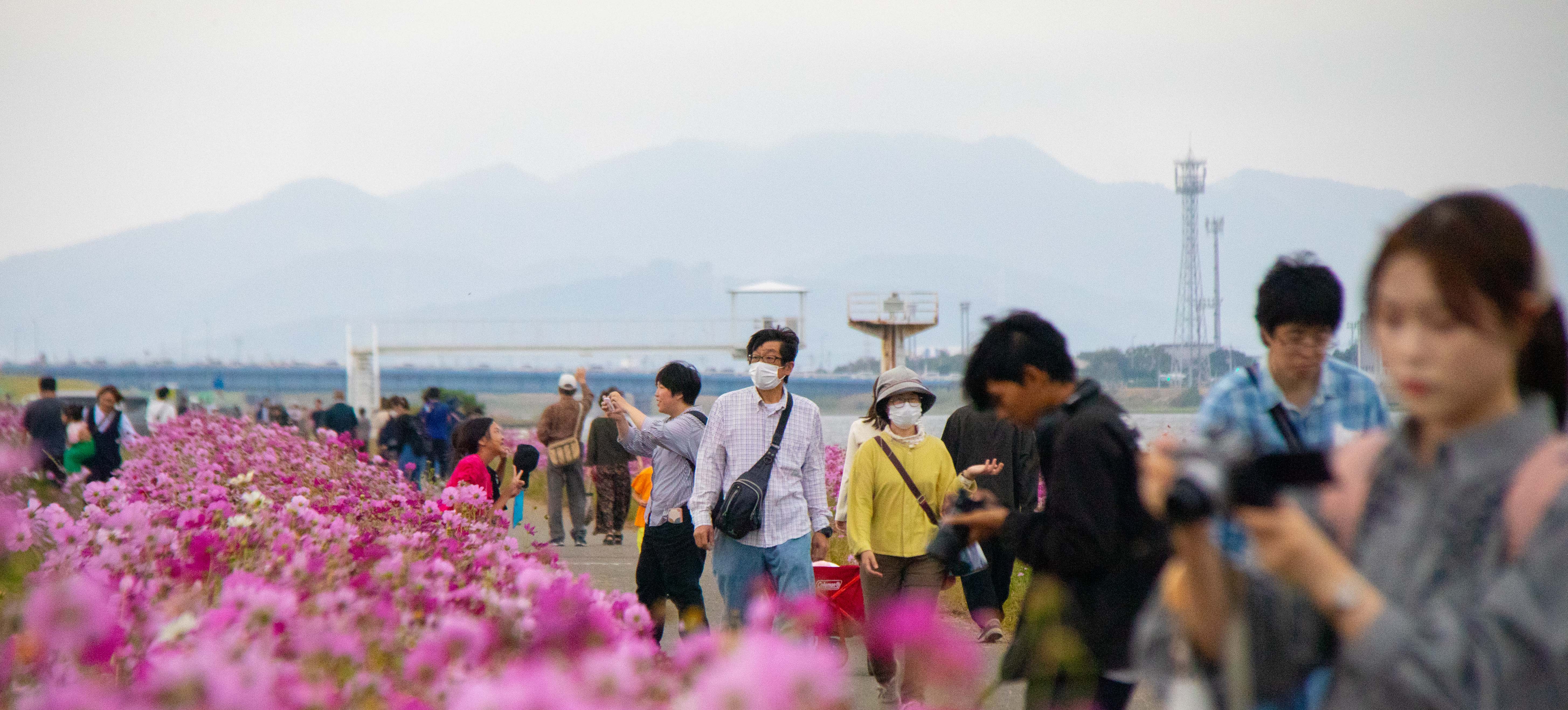 笑顔もコスモスも満開