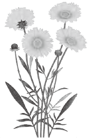 オオキンケイギク