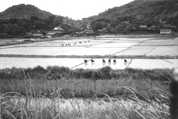 えぶりの田植え<昭和30から40年撮影>